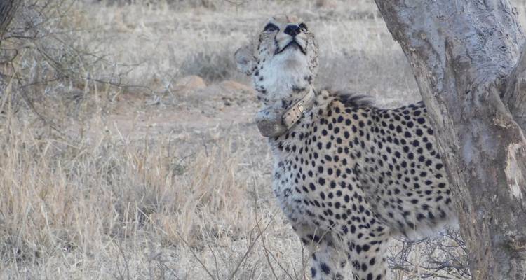 3 Day | Dinokeng Game Reserve Tour - Timeline Travel DMC 8
