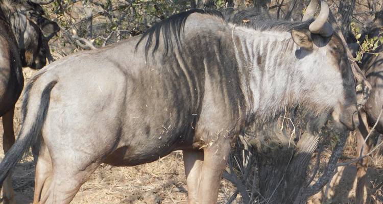 3 Day | Dinokeng Game Reserve Tour - Timeline Travel DMC 9