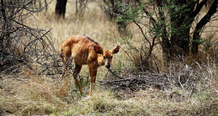3 Day | Dinokeng Game Reserve Tour - Timeline Travel DMC 10