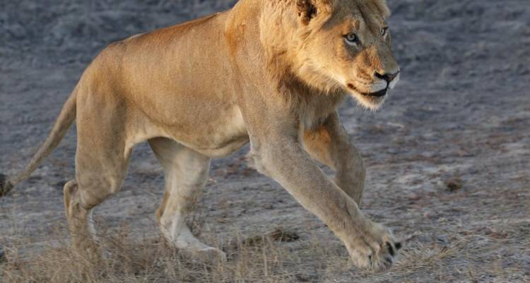3 Day | Dinokeng Game Reserve Tour - Timeline Travel DMC 3