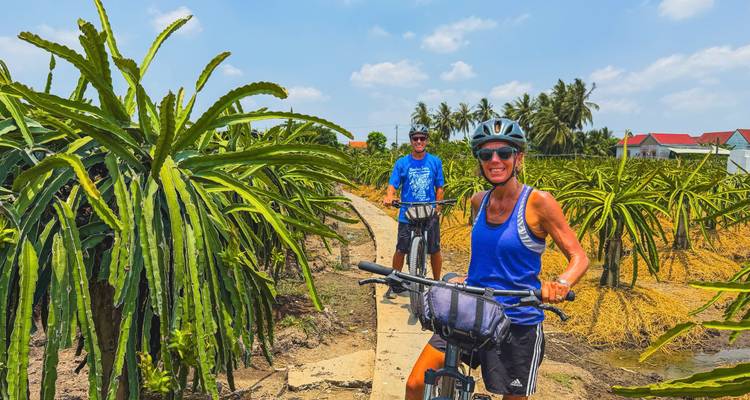 Des cyclistes roulent à travers des rangées ordonnées de cactus pitaya sous le soleil éclatant de midi.