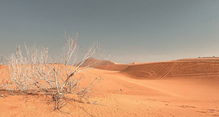 Paysage désertique aride avec un arbre solitaire desséché.