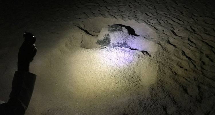 Paisaje arenoso oscuro con un pequeño animal iluminado por una linterna.