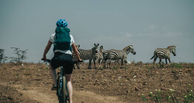 Cyclist approaching a group of zebras in the wild.