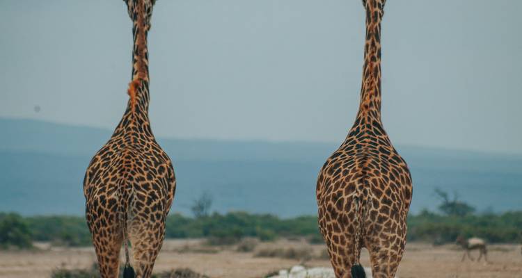 Back view of two giraffes walking away.