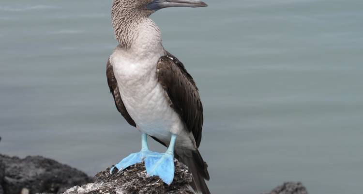 Galapagos Scuba Dive - 6 Days - Cami Adventures 3