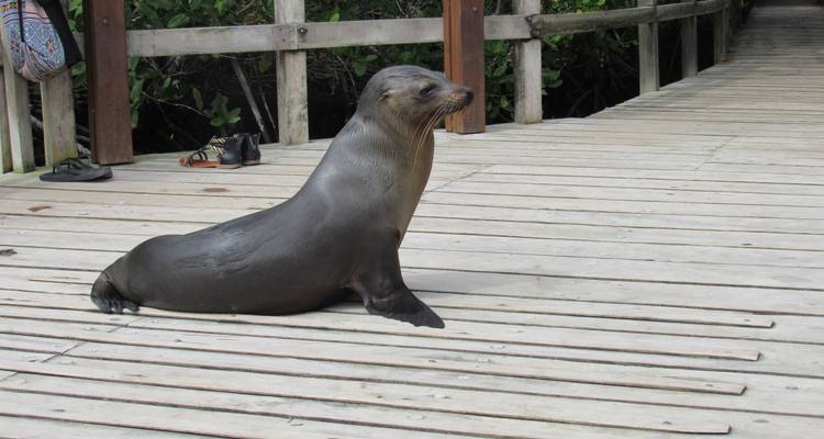 Galapagos Scuba Dive - 6 Days - Cami Adventures 1