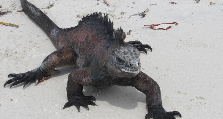 Galapagos Scuba Dive - 6 Days - Cami Adventures 6