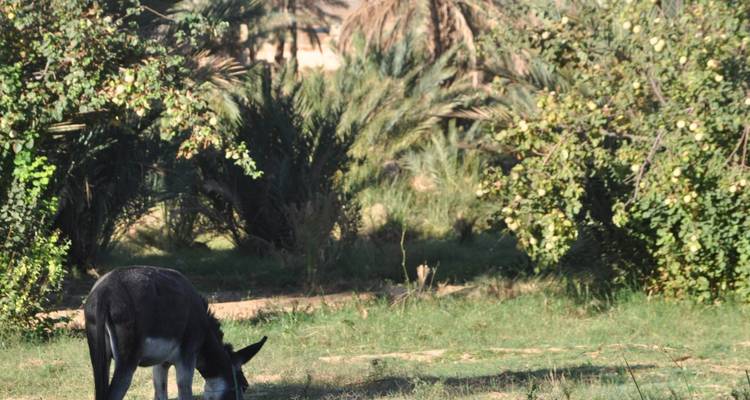 Excursión a pie por el Atlas - Morocco Discoveries 4