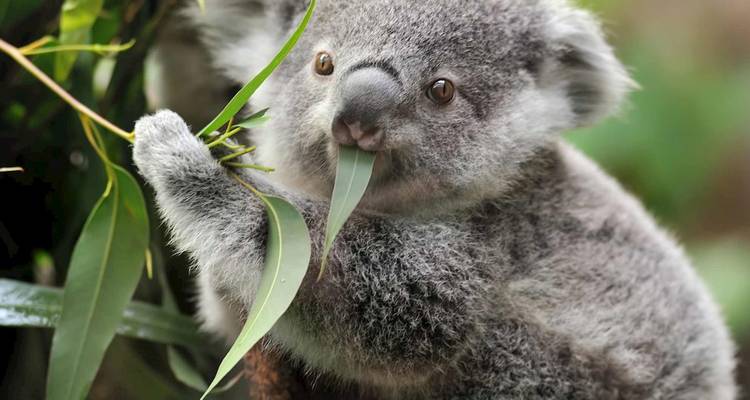 Close-up van een grijze koala die aan verse eucalyptusbladeren knabbelt.