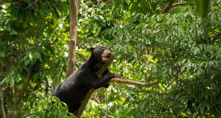 Maleiense beer klimt in een boomtak te midden van weelderig groen regenwoud