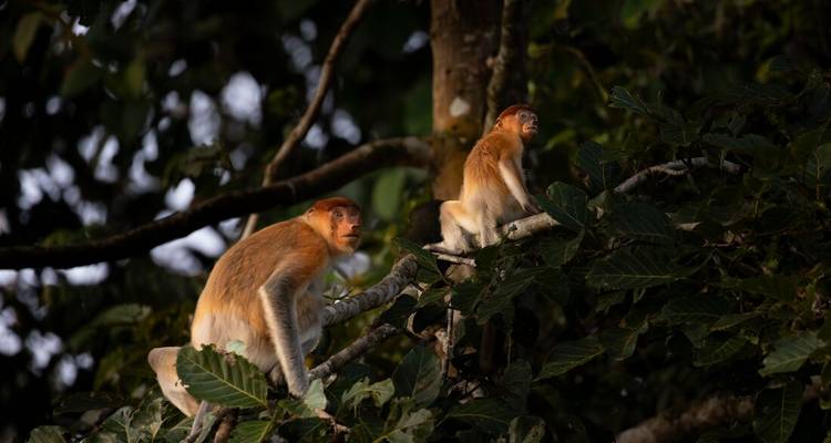 Pair of proboscis monkeys perched in dense jungle foliage during golden light