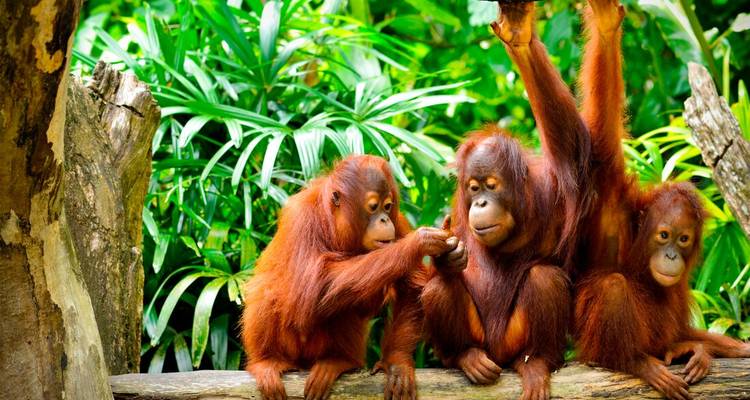 Drei junge Orang-Utans spielen auf einem Holzast inmitten üppiger grüner Vegetation.