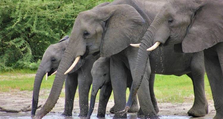 Safari familial de 3 jours dans le Masai Mara - Smile view Kenya tours and travel 1