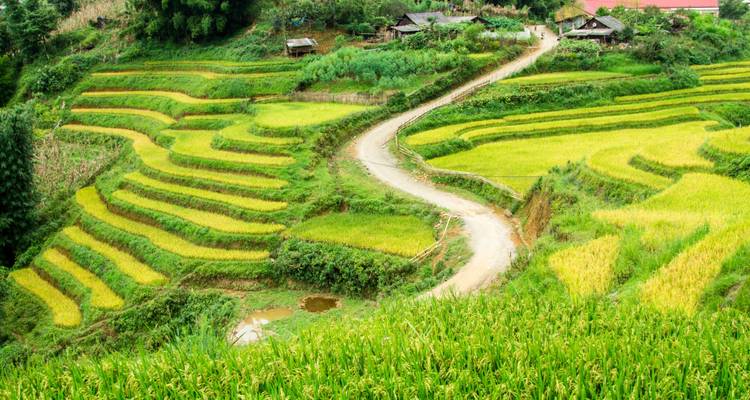 13 días El auténtico patrimonio de Vietnam y el pintoresco Puente de Oro - Hoi An Express 3