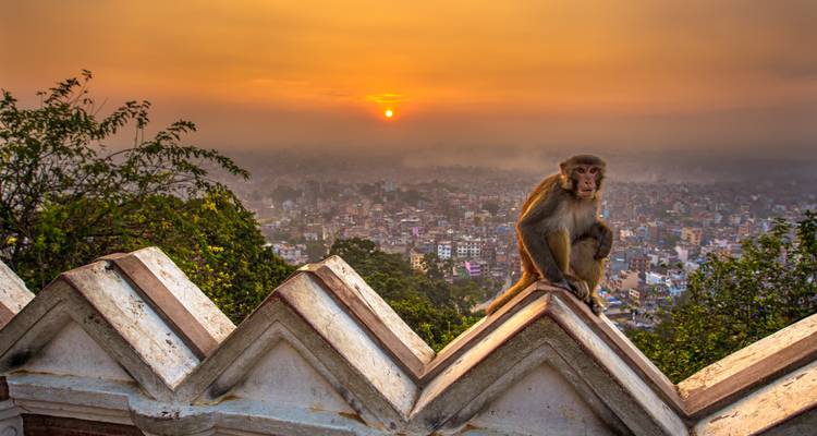 Monkey sitting on a decorative wall with sunset view over a city.