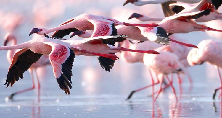 3 jours d'aventure à Amboseli en formule tout compris - 30% de réduction - Smile view Kenya tours and travel 10