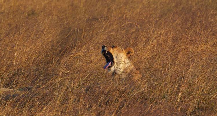Circuit de 4 jours au Masai Mara et à Nakuru - 20% de réduction - Smile view Kenya tours and travel 6