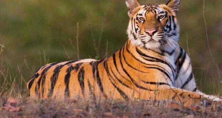 Au départ de Delhi : Triangle d'or et safari en Inde - India Arrivals Tours 4