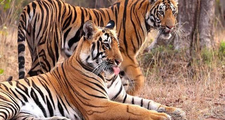 Au départ de Delhi : Triangle d'or et safari en Inde - India Arrivals Tours 6