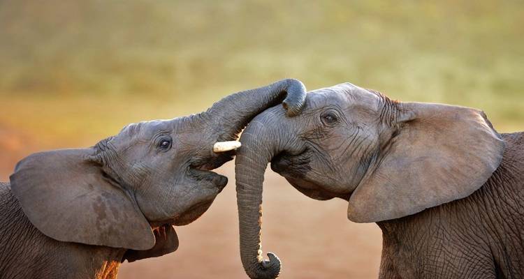 Addo, Lesotho & Drankensburg Experience 7Days/6 Nights ( Comfort) - Across Africa Tours & Travel 4