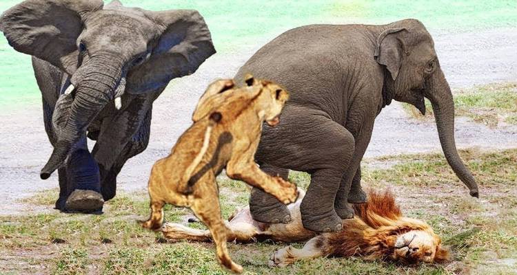 Addo, Lesotho & Drankensburg Experience 7Days/6 Nights ( Comfort) - Across Africa Tours & Travel 2