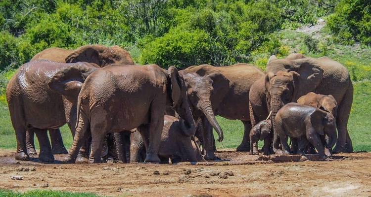 Addo, Lesotho & Drankensburg Experience 7Days/6 Nights ( Comfort) - Across Africa Tours & Travel 3