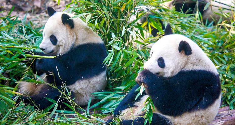 Pandas mangeant du bambou dans un zoo