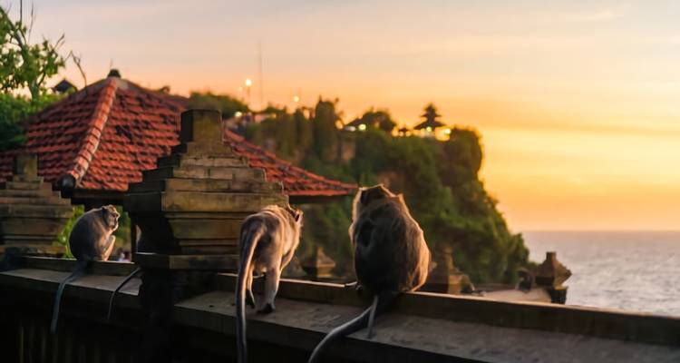 Monkeys sitting on a temple wall overlooking the ocean during sunset.