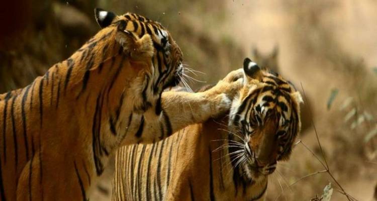Delhi - Agra - Jaipur avec le safari des tigres de Ranthambore : 6 jours - India Arrivals Tours 7