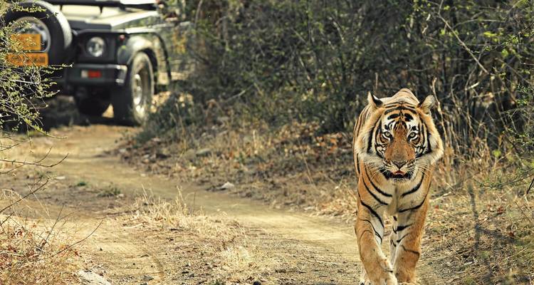 Delhi - Agra - Jaipur avec le safari des tigres de Ranthambore : 6 jours - India Arrivals Tours 3