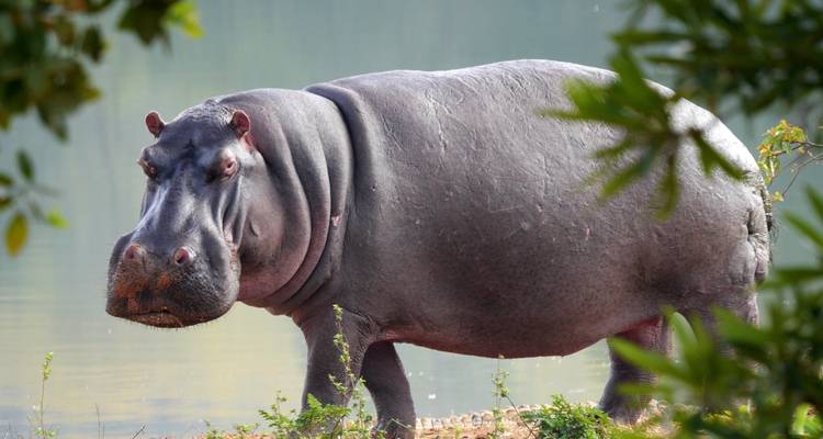 Northern Tanzania Circuit (Camping) - 6 Days - Muraa African Safaris 8