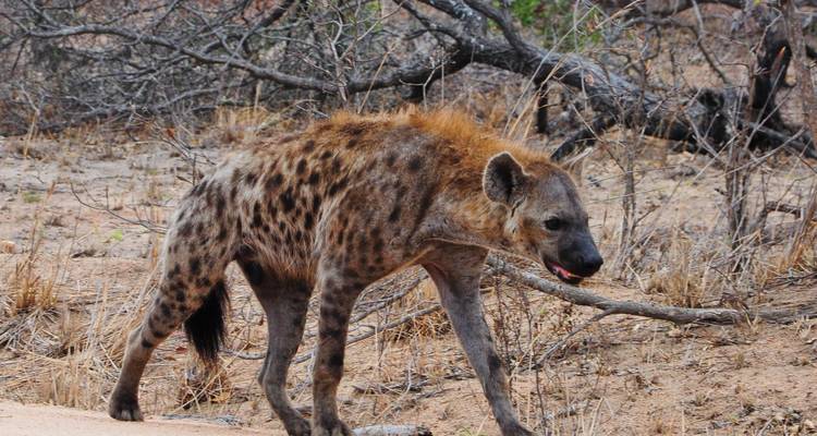 Northern Tanzania Circuit (Camping) - 6 Days - Muraa African Safaris 6