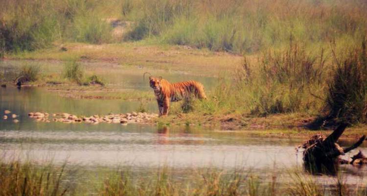 Ghorepani Trek chitwan safari - Himalayan Trekking Path P.Ltd 1