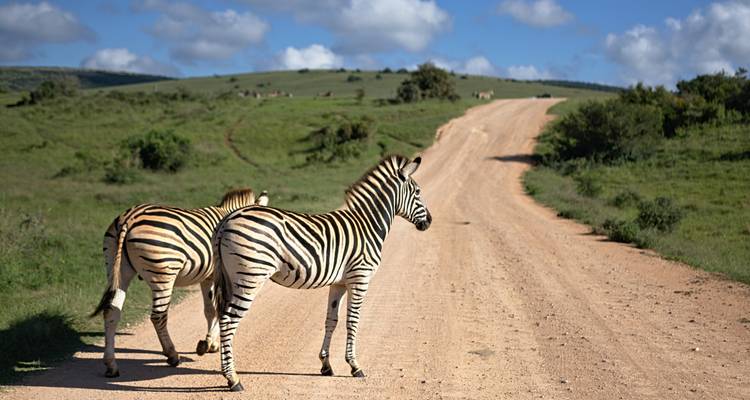 Two zebras standing on a dirt road with a hilly landscape in the background.