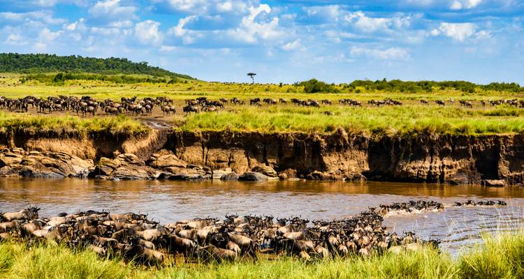 Wildebeests crossing a river with many more in the grassy plains.