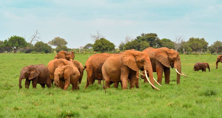 A large herd of elephants standing in a grassy field.