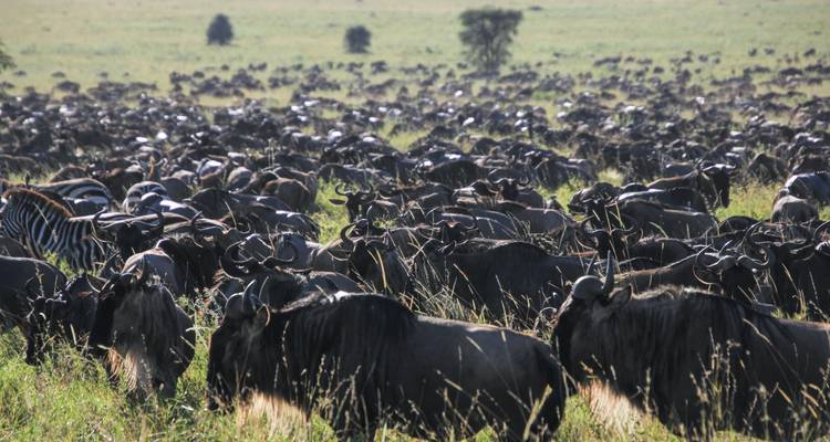 A large group of wildebeests grazing in a field.