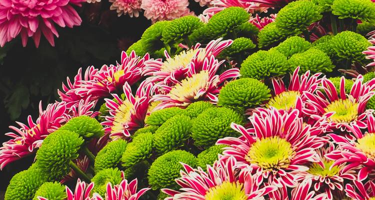 Contrasts of Colombia (Flower Festival) - Explore! 1