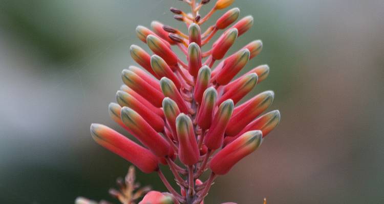 Contrasts of Colombia (Flower Festival) - Explore! 7