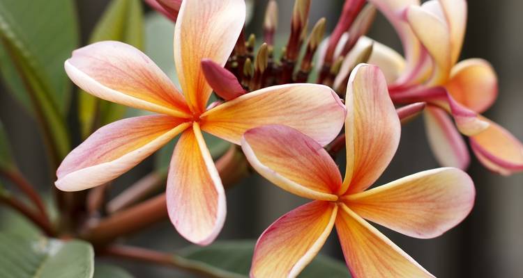 Contrasts of Colombia (Flower Festival) - Explore! 2
