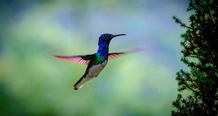 Colibrí revoloteando cerca del follaje.