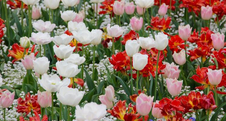 Contrasts of Colombia (Flower Festival) - Explore! 3