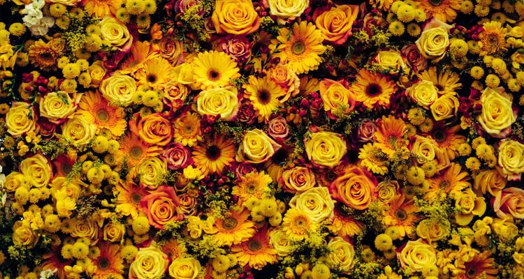 Contrasts of Colombia (Flower Festival) - Explore! 6