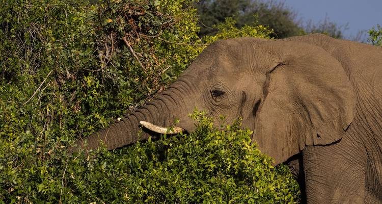 Ruta de 5 días por el Serengeti - Muraa African Safaris 6