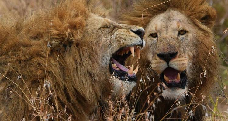 Ruta de 5 días por el Serengeti - Muraa African Safaris 7