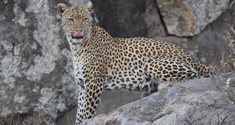 Ruta de 5 días por el Serengeti - Muraa African Safaris 9