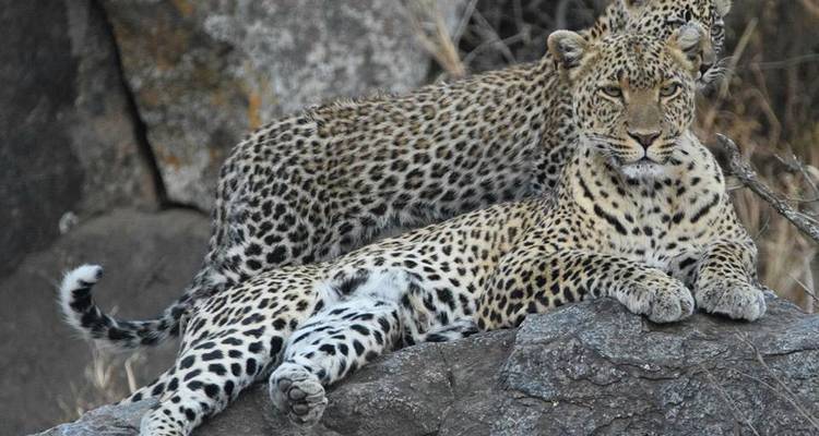 Ruta de 5 días por el Serengeti - Muraa African Safaris 8