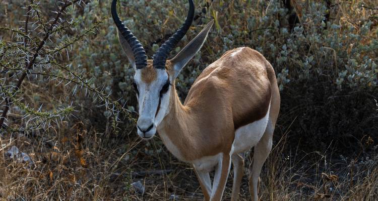 Ruta de 5 días por el Serengeti - Muraa African Safaris 1