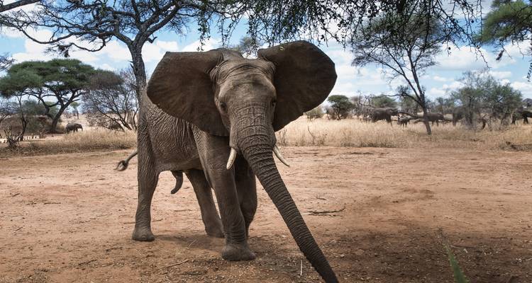 Circuito safari norte de 7 días y 6 noches - Muraa African Safaris 1